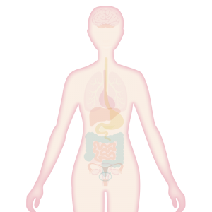 Image of body with skin highlighted