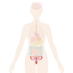 Image of body with reproductive system highlighted