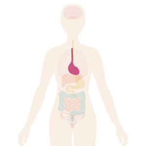 Image of the body with the heart highlighted