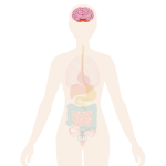 Image of the body with a brain highlighted