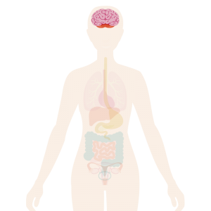 Image of the body with a brain highlighted