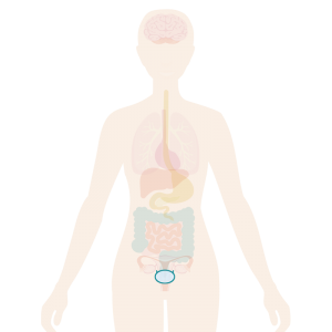 Image of body with the bladder highlighted