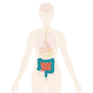 Image to show body with bowel highlighted