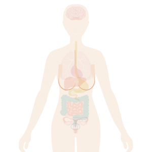 Image of body with breasts highlighted