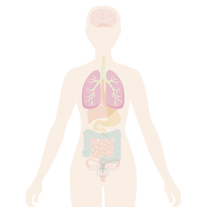 Image of the body with the lungs highlighted