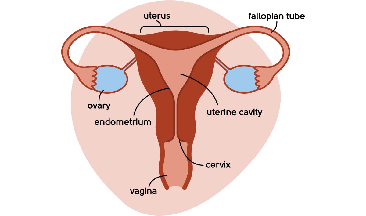 Female reproductive system