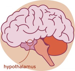 Hypothalamus