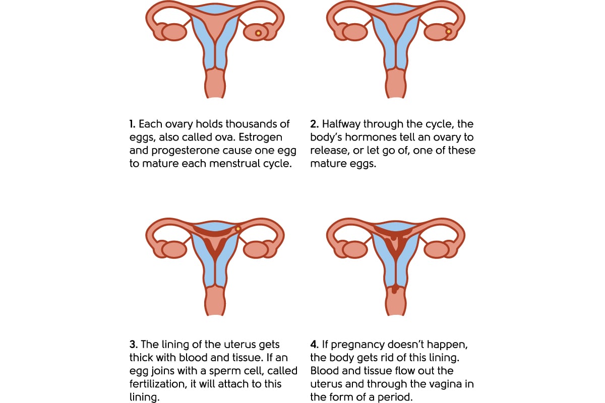 Menstrual cycle