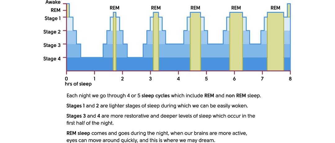 The sleep cycle and stages of sleep