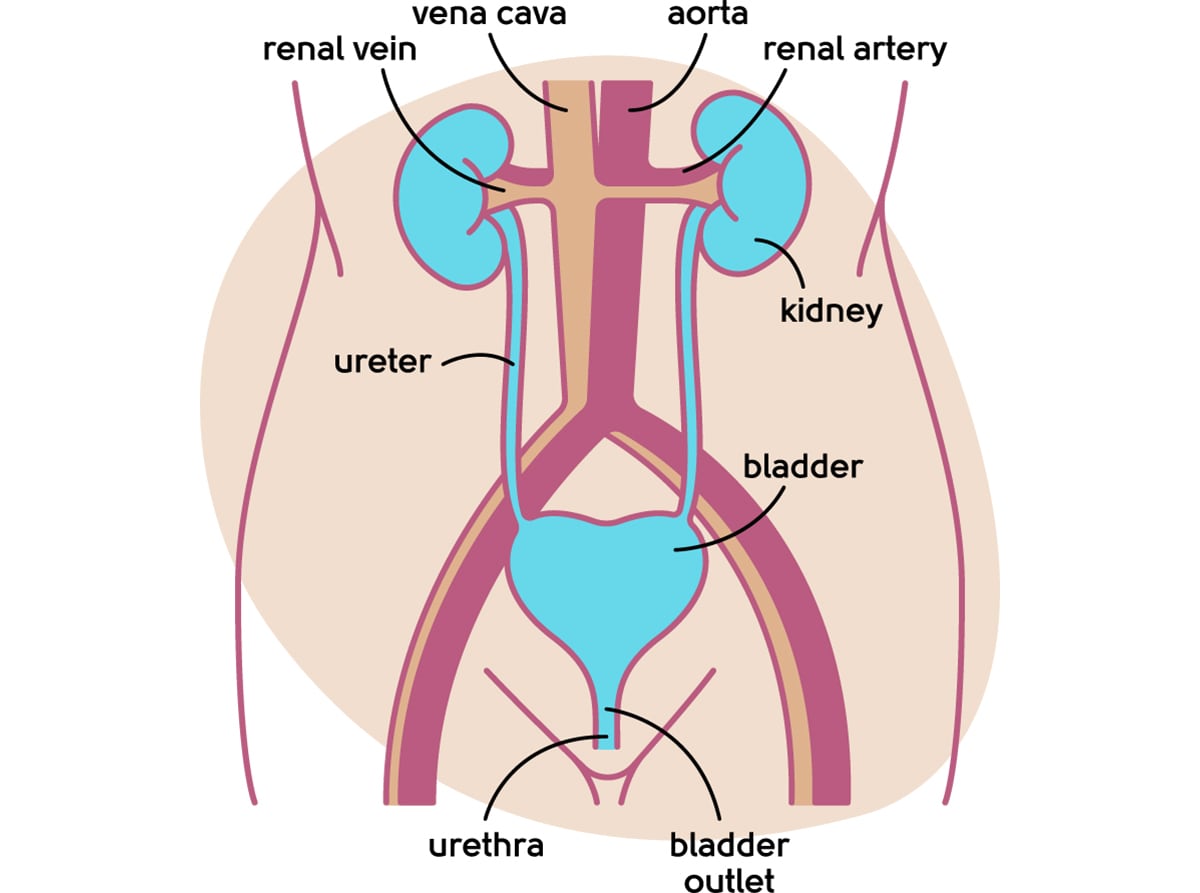 Urinary tract