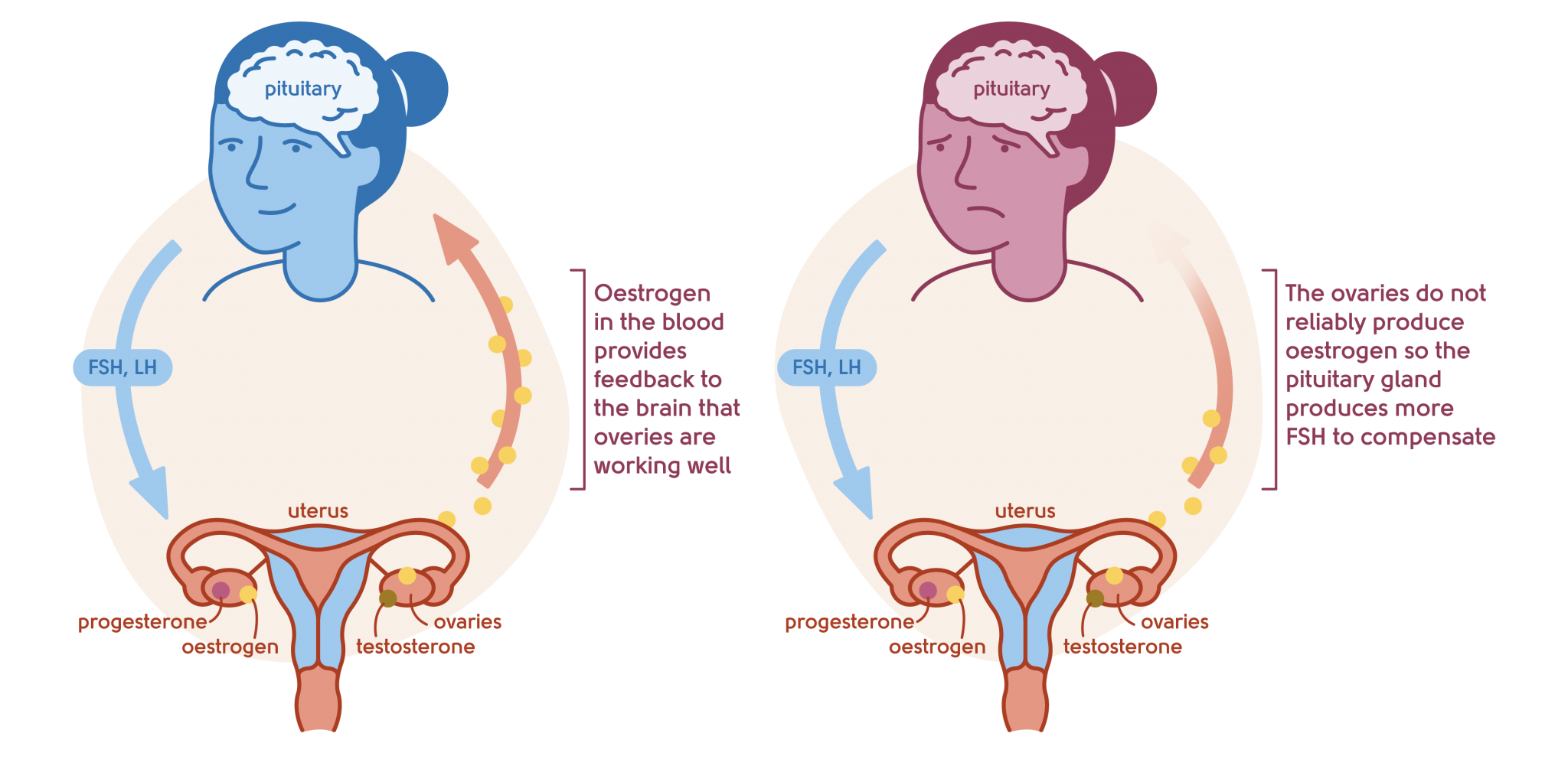 My menopause centre understanding the menopause