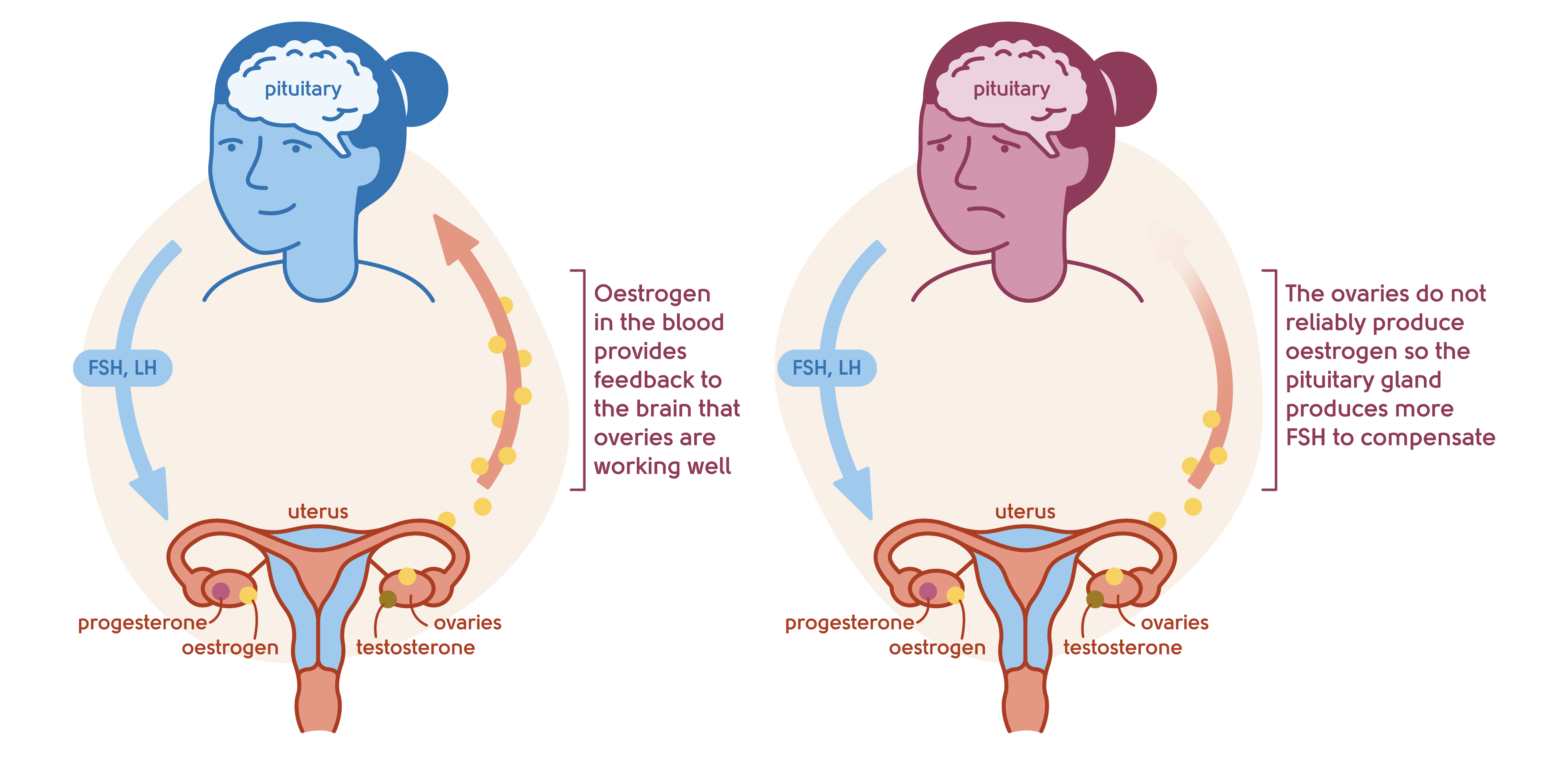 Illustration to show the feedback mechanism of the ovaries and the brain