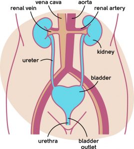 Image of urinary tract