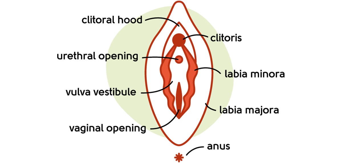 Vagina illustration